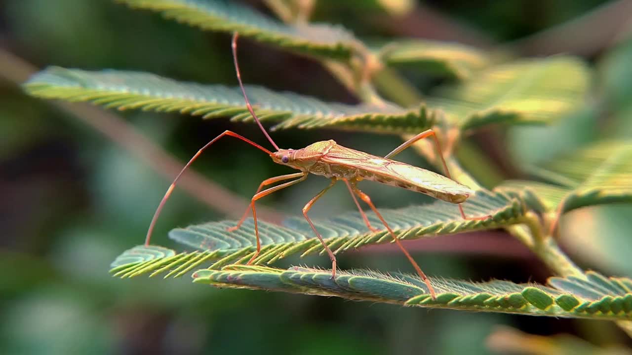 叶足蝽科是半翅目异翅目以吸液昆虫为主的一大科视频素材