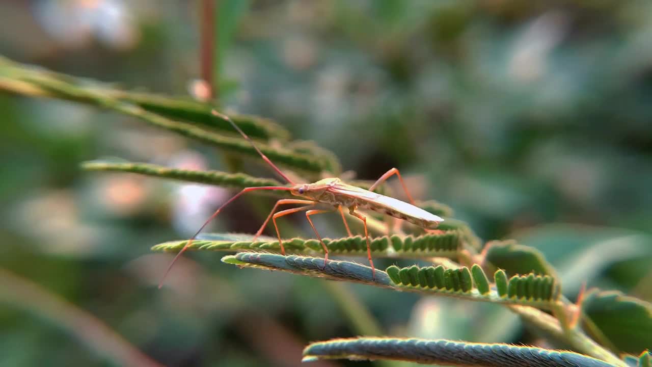 叶足蝽科是半翅目异翅目以吸液昆虫为主的一大科视频素材