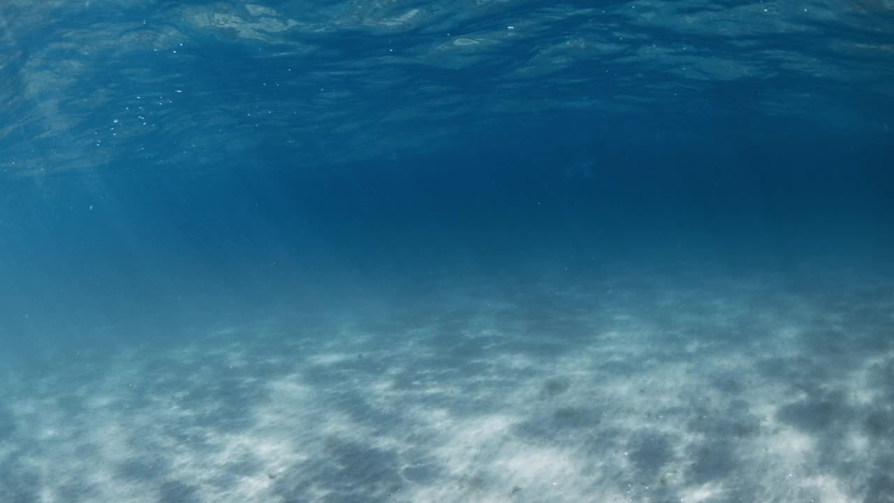 湛蓝透明的海洋，阳光，沙质海底和水下海豚视频素材