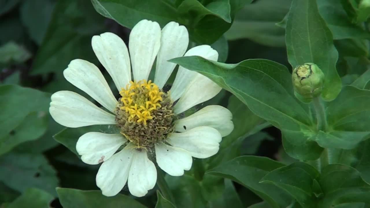 美丽的野花特写视频素材