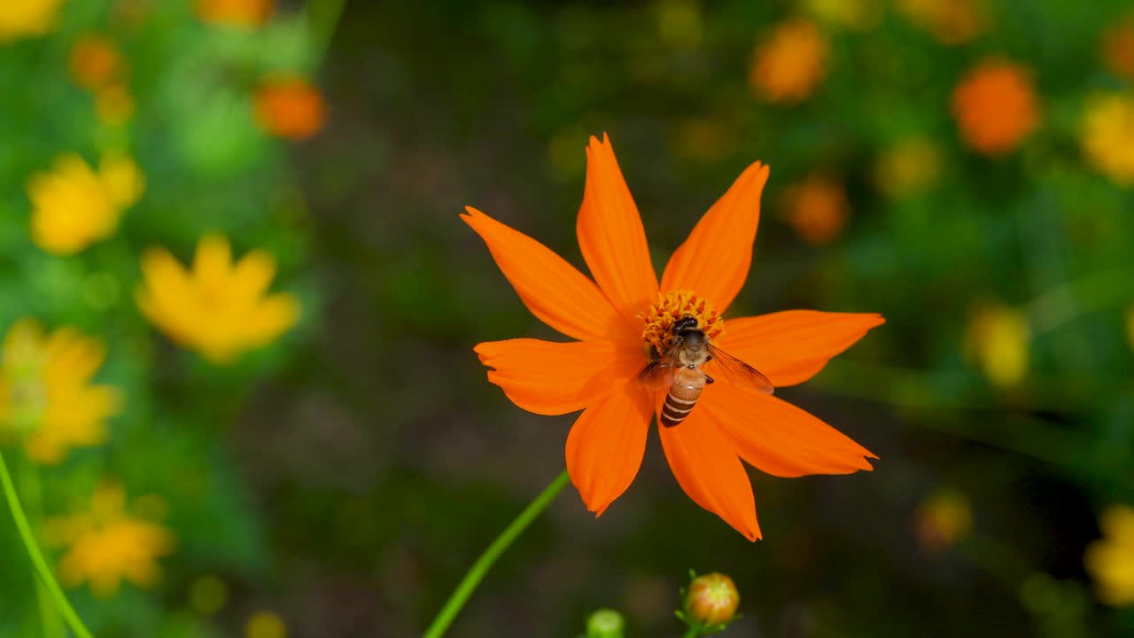 黄色宇宙花与蜜蜂视频素材