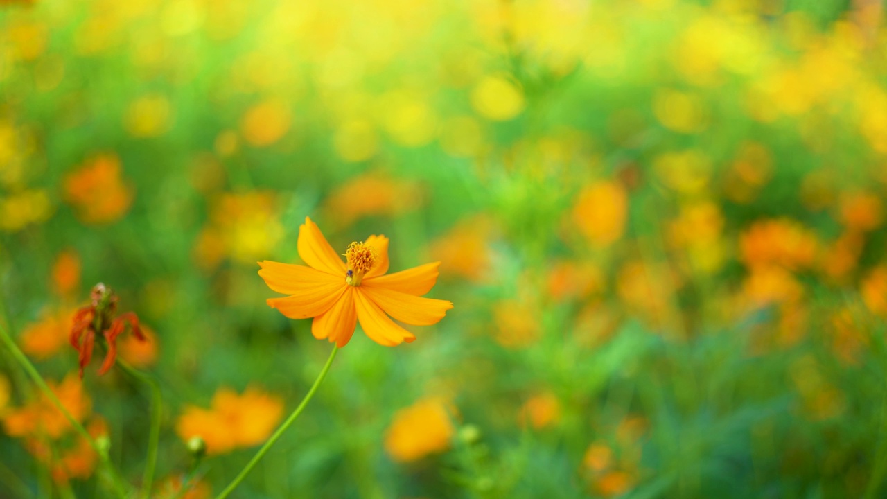 花园里的黄色宇宙花视频素材