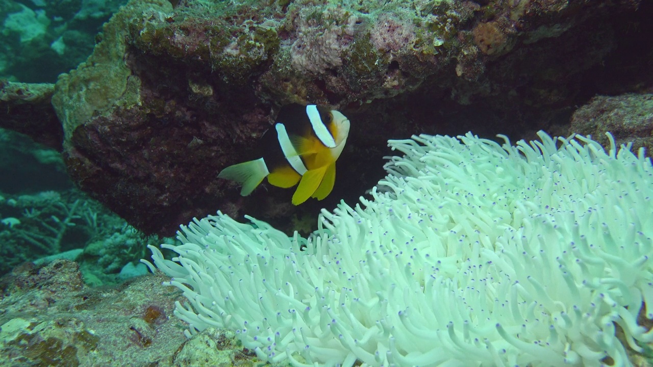 白化海葵和克拉克海葵鱼视频下载