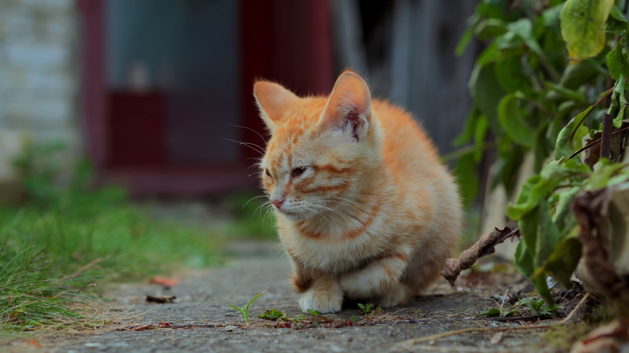 Сute姜红色和白色的小猫坐在草地上喵喵叫着要食物视频素材