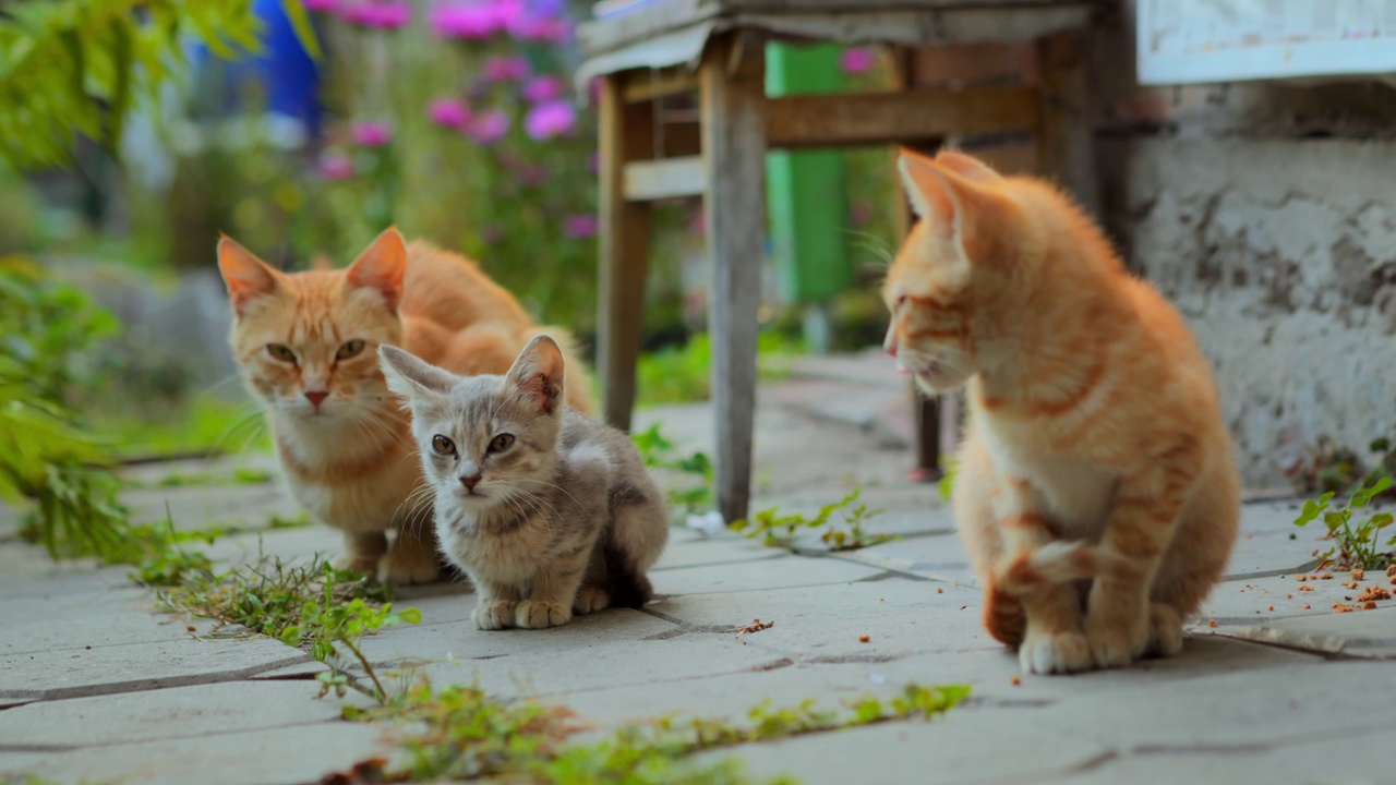 猫的家庭，小猫与她的妈妈猫等待食物视频素材