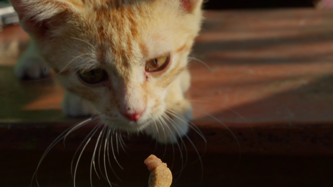 猫咪追逐小猫猎取一块食物，食物为猫咪拍摄视频素材