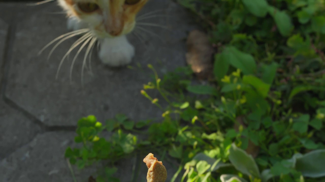 小猫追逐着一块食物，食物给猫拍了镜头视频素材