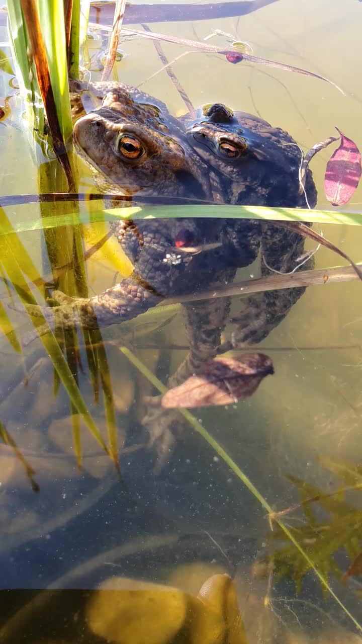 普通蟾蜍蟾蜍偶。一对巨大的捷克青蛙在池塘的表面。夏末。视频素材