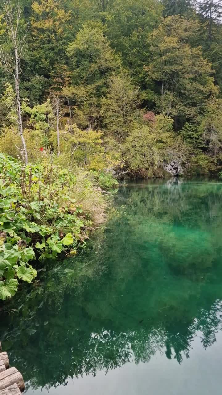 特湖视频下载