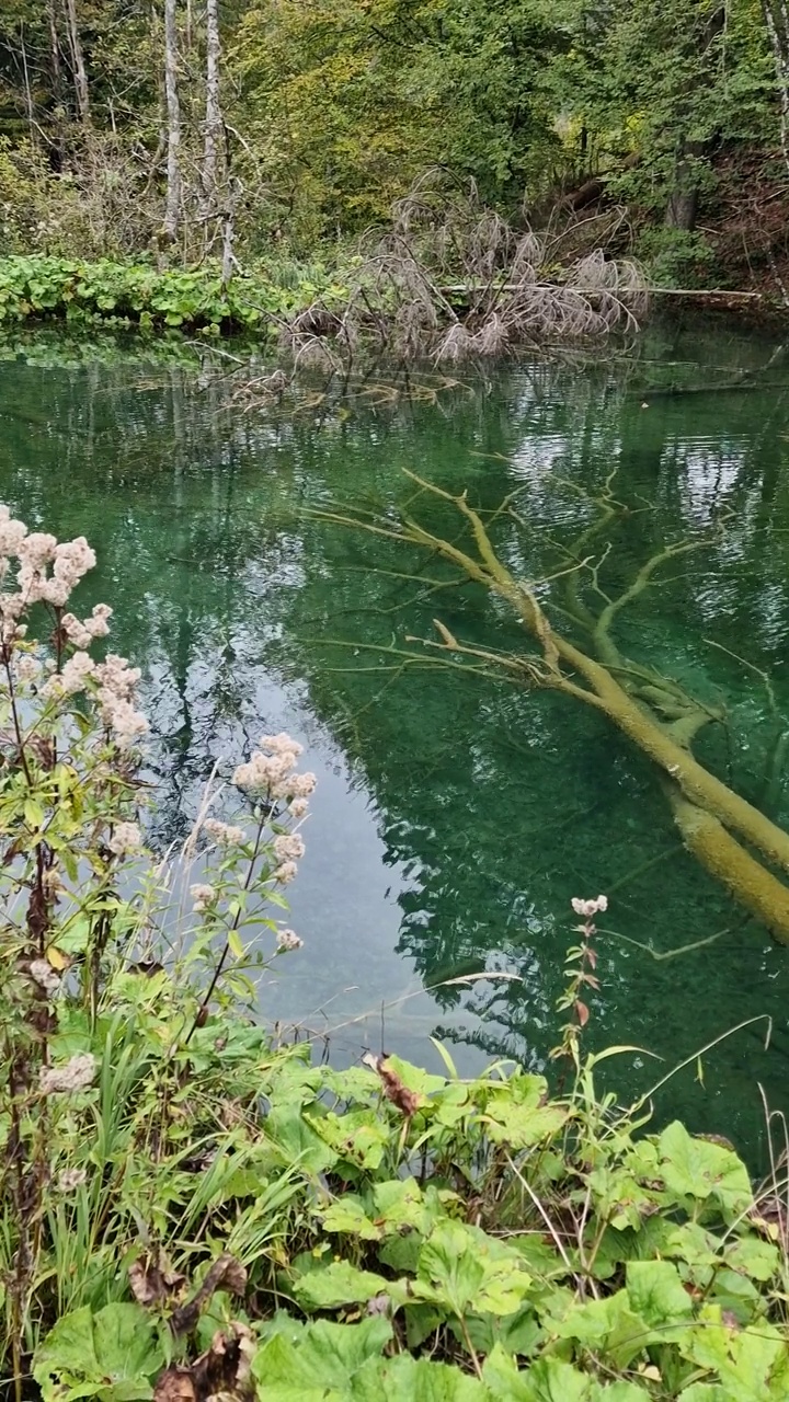 特湖视频下载