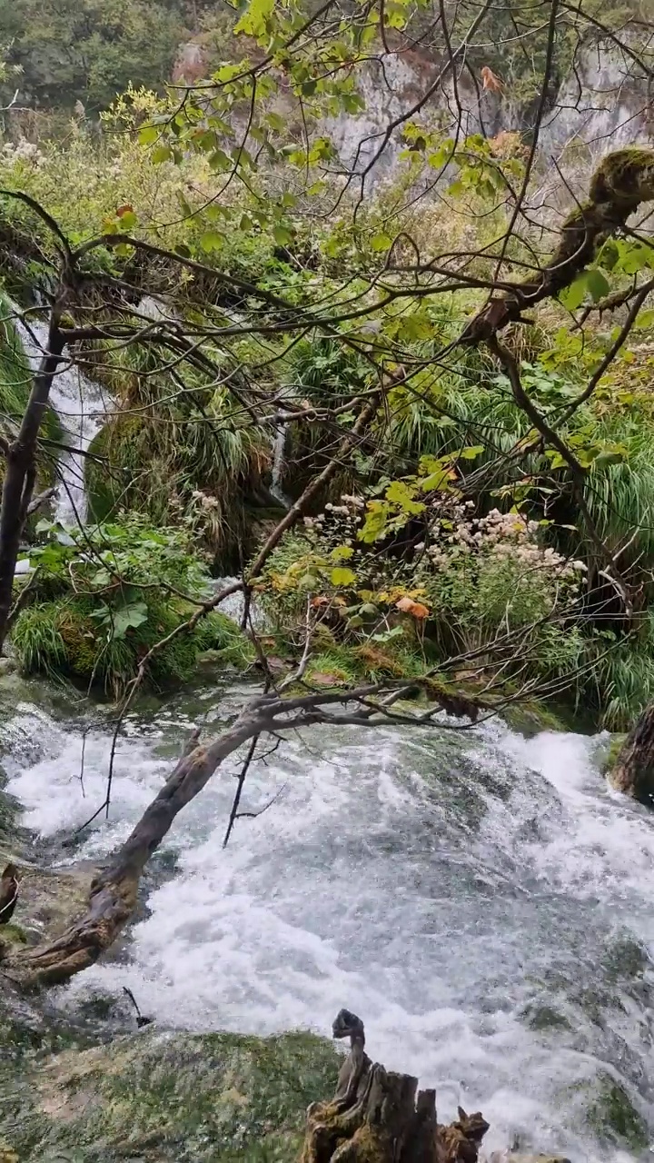 特湖视频下载