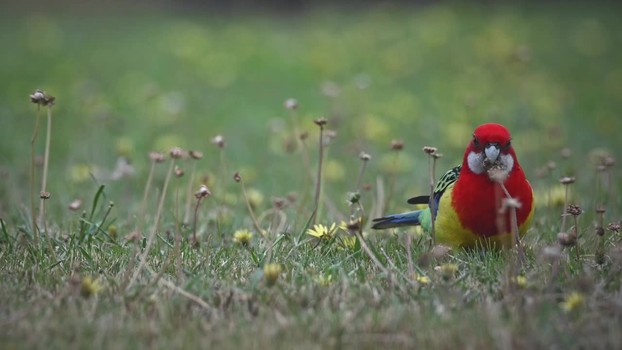 东蔷薇(Platycercus eximius)视频素材