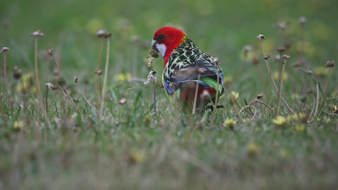 东蔷薇(Platycercus eximius)视频素材