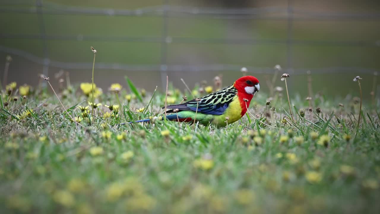 东蔷薇(Platycercus eximius)视频素材