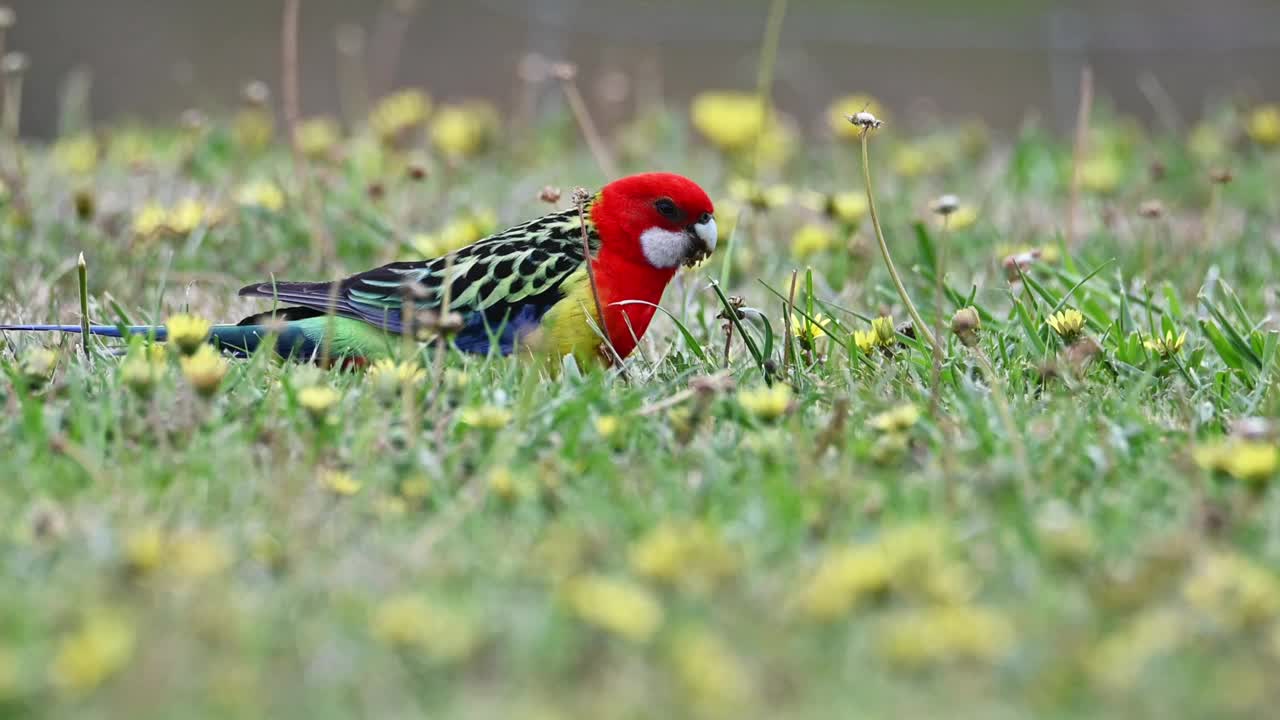 东蔷薇(Platycercus eximius)视频素材