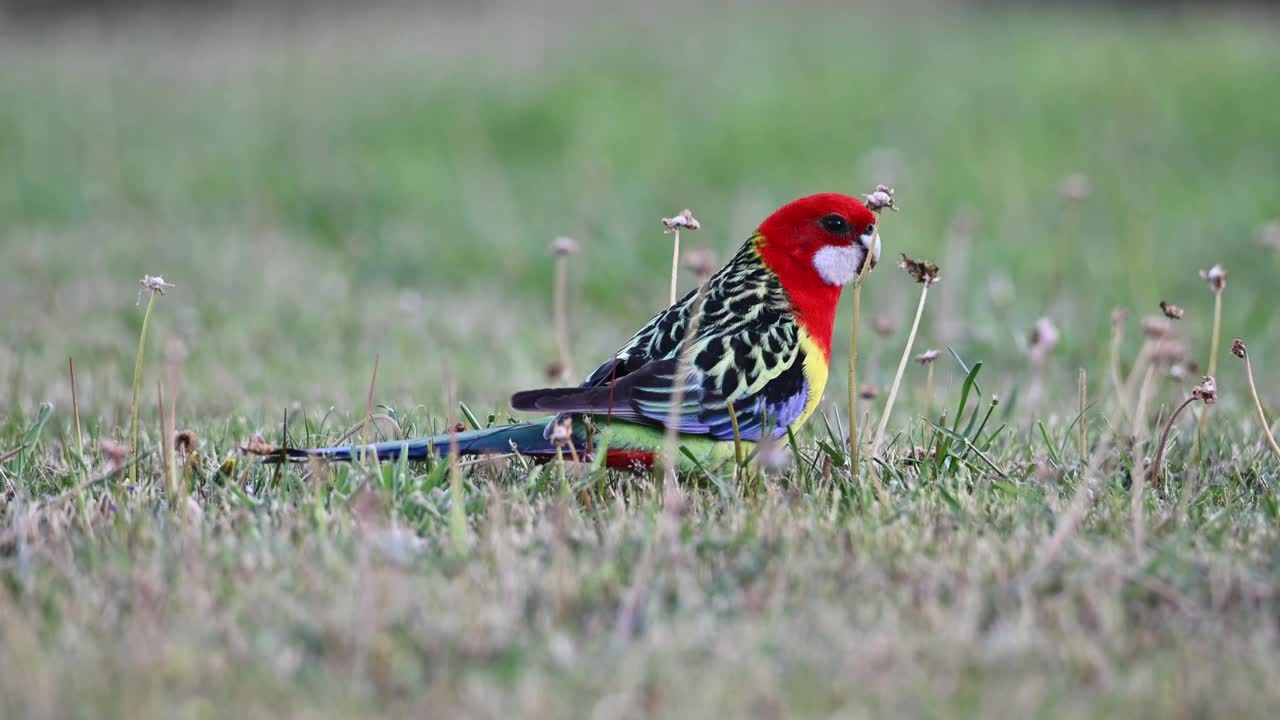 东蔷薇(Platycercus eximius)视频素材