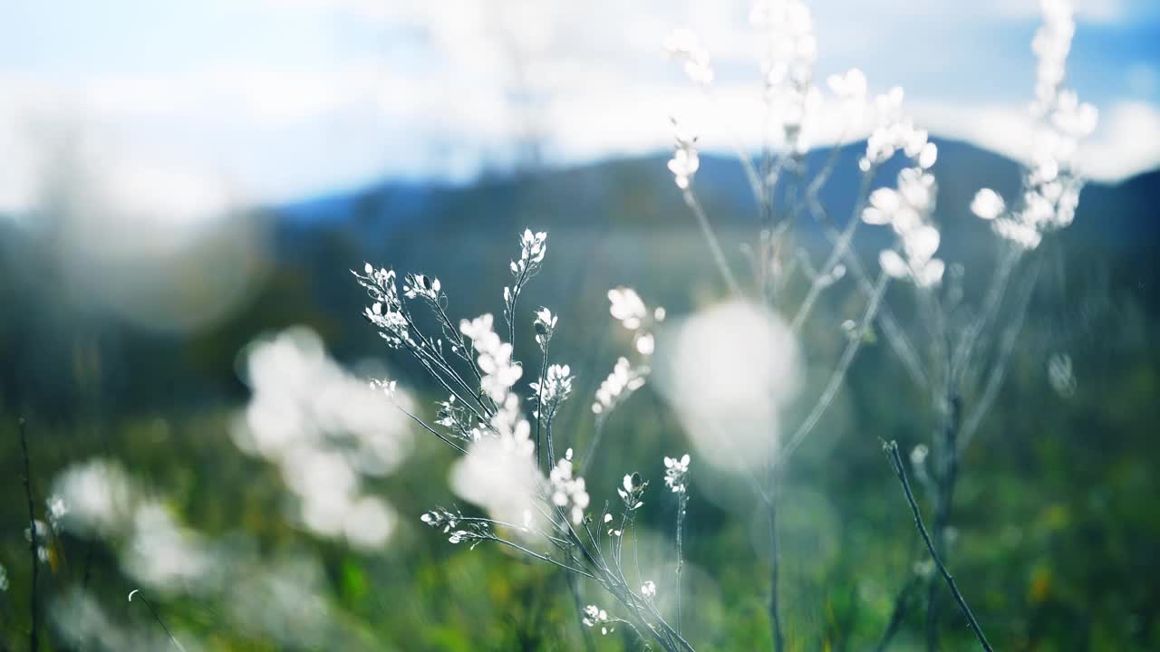 日落时森林里的野草。视频素材