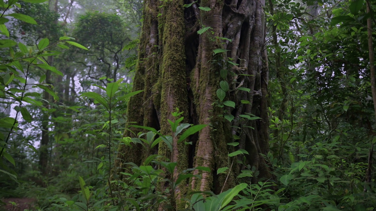 热带森林内部。热带雨林的背景。无人机拍摄的巴厘岛。视频素材