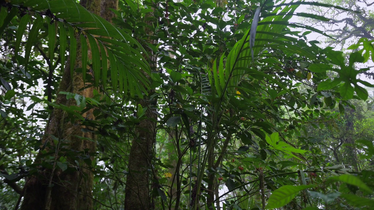 热带森林内部。热带雨林的背景。无人机拍摄的巴厘岛。视频素材