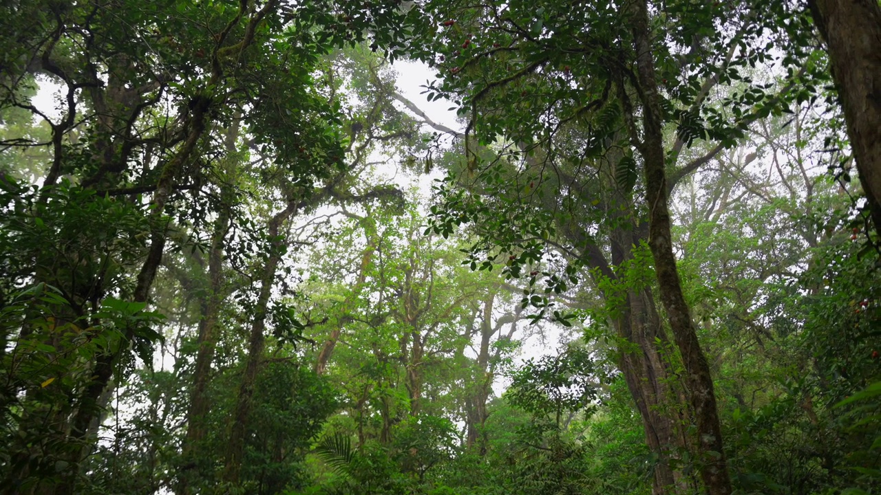 热带森林内部。热带雨林的背景。无人机拍摄的巴厘岛。视频素材