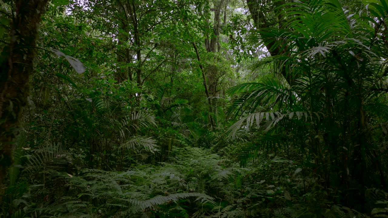 热带森林内部。热带雨林的背景。无人机拍摄的巴厘岛。视频素材