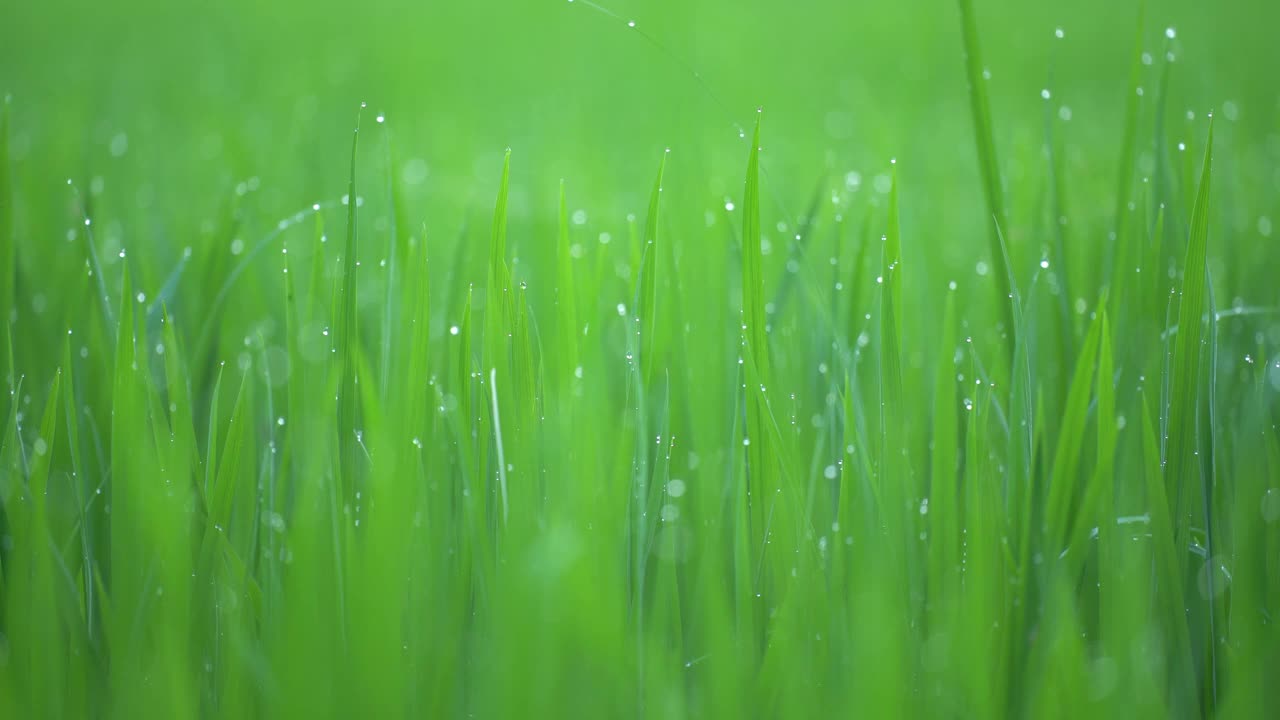 稻田和散景露水落在稻田的顶部在早晨的阳光下，随着稻田，强调柔和的背景。视频素材