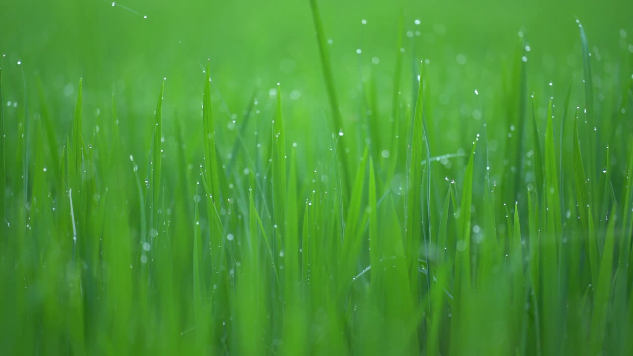 稻田和散景露水落在稻田的顶部在早晨的阳光下，随着稻田，强调柔和的背景。视频素材