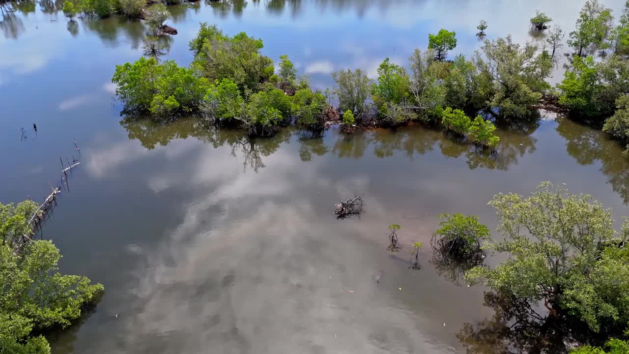 生长在淹水地区的水灌木视频素材