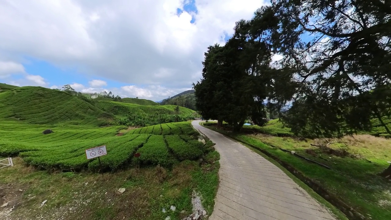 马来西亚金马仑高地的茶园视频素材