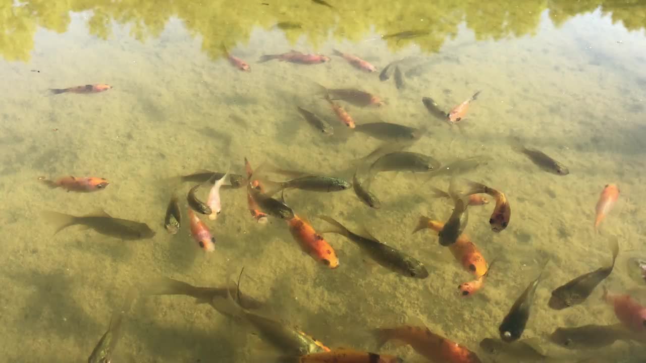 池塘里全是鲫鱼。鱼群在等待食物。视频素材