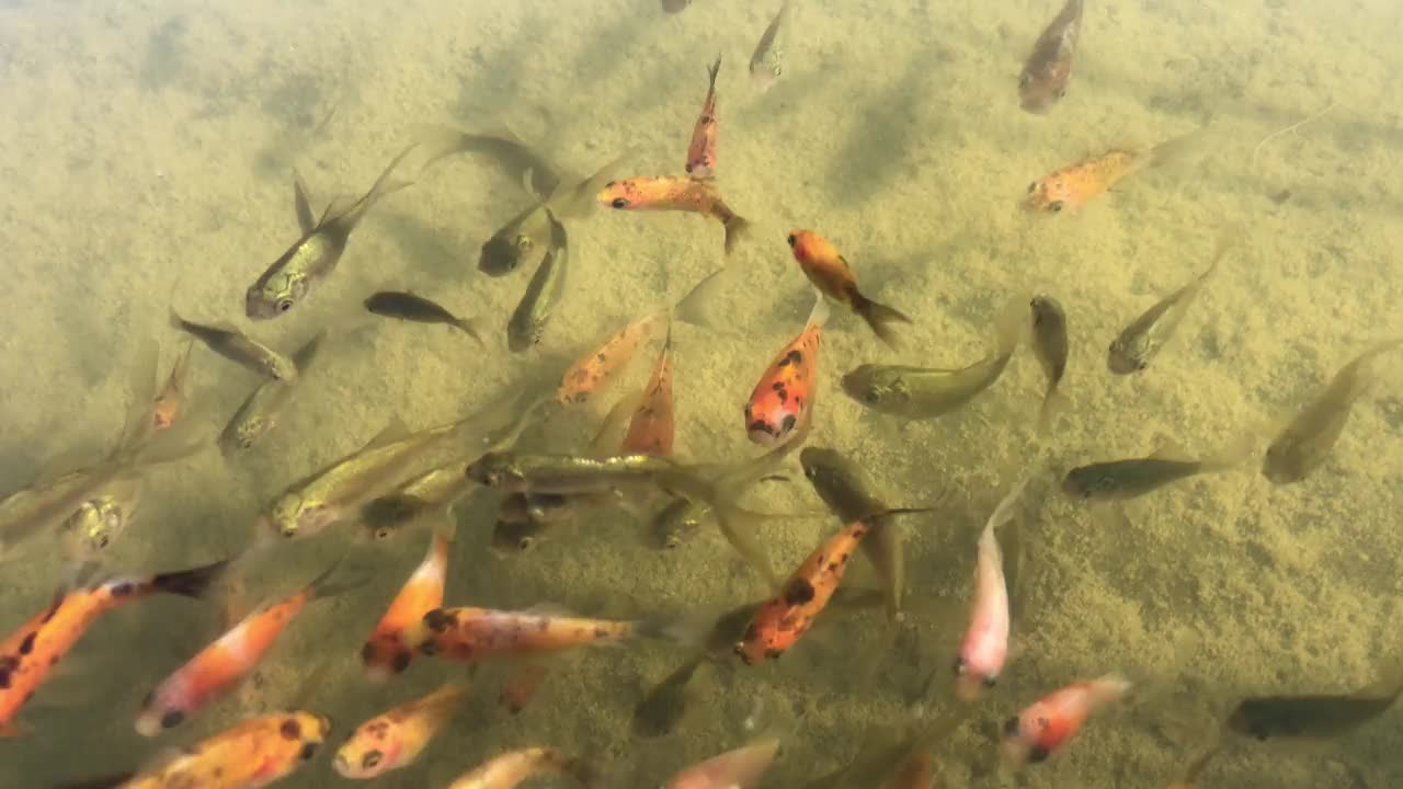 池塘里全是鲫鱼。鱼群在等待食物。视频下载