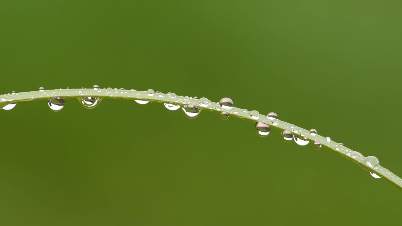 在雨天，许多纯净的水珠挂在草上。初秋。视频下载