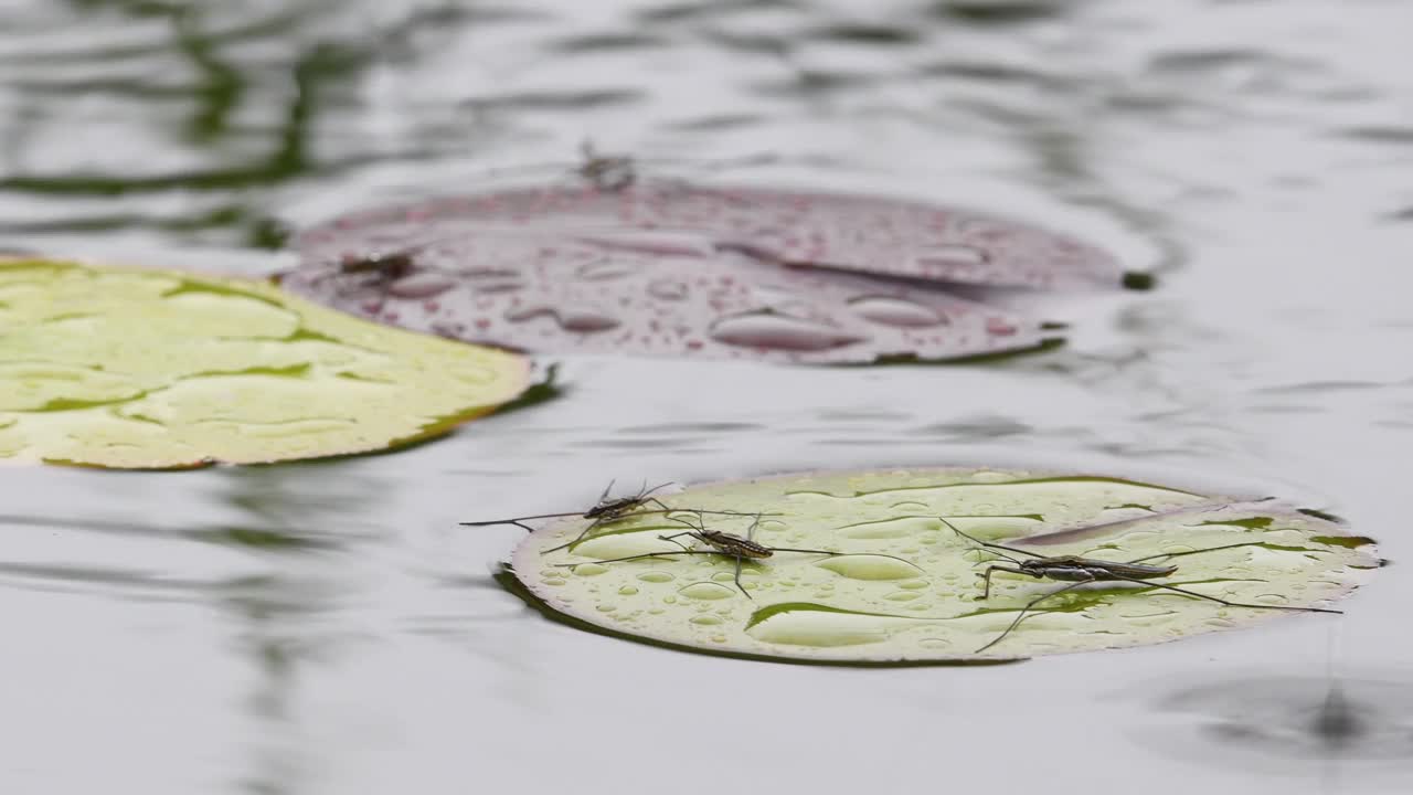 雨中的水面。雨天，一般的池塘溜冰者在睡莲叶子上休息。视频素材