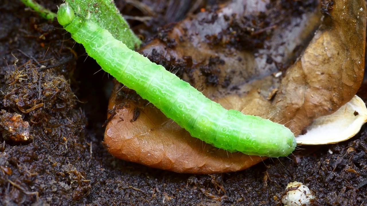 毛毛虫幼虫，(Saturnia pavonia)，沿着绿色的茎走在泥泞的黑暗背景上。视频素材