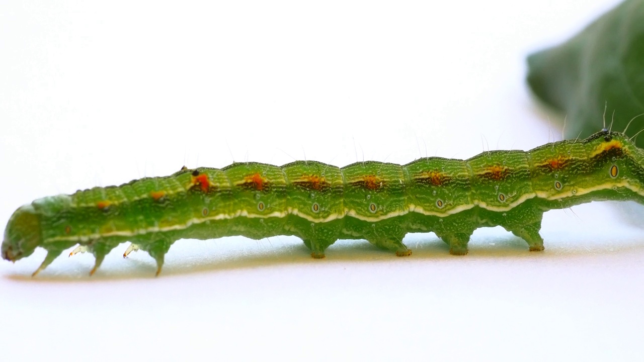 毛毛虫在白色背景的树叶上滑动。小帝王蛾(Saturnia pavonia)视频素材