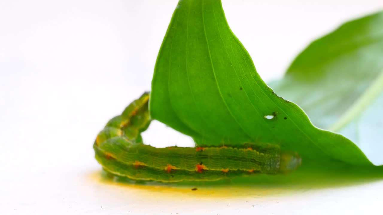 毛毛虫在吃绿叶。吃了一部分的叶子。蛾毛虫——绿色植物的害虫。视频素材