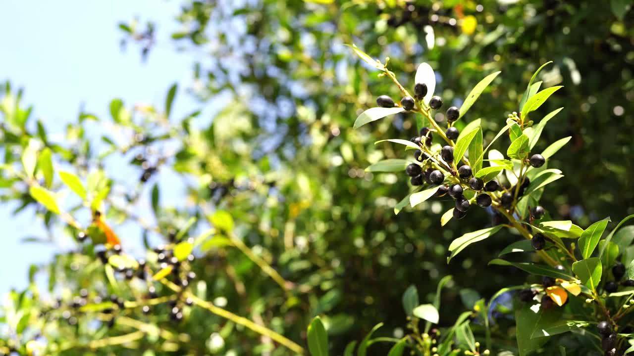 橄榄树的树枝上挂着成熟的橄榄，在风中摇曳视频下载