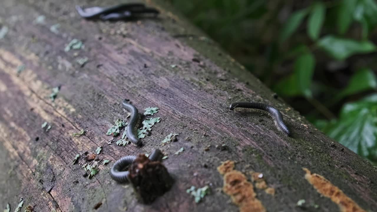 蜈蚣爬木头和交配特写视频素材