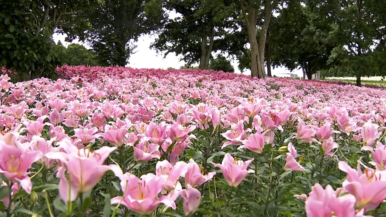 百合花，千叶，日本视频素材