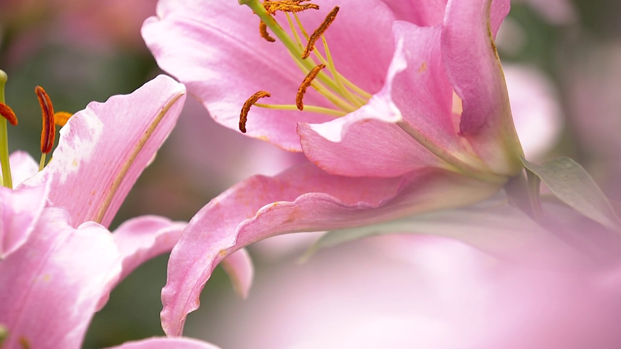 百合花，千叶，日本视频素材