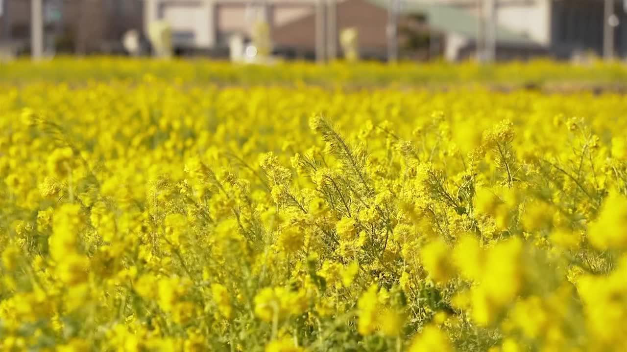 日本千叶的纳米花田视频素材