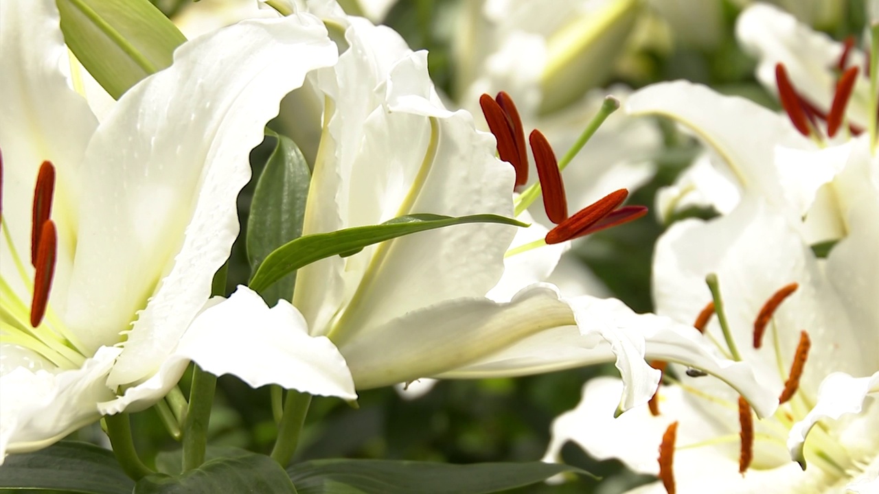 百合花，千叶，日本视频素材