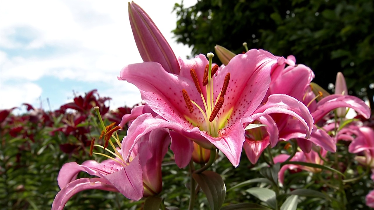 百合花，千叶，日本视频素材