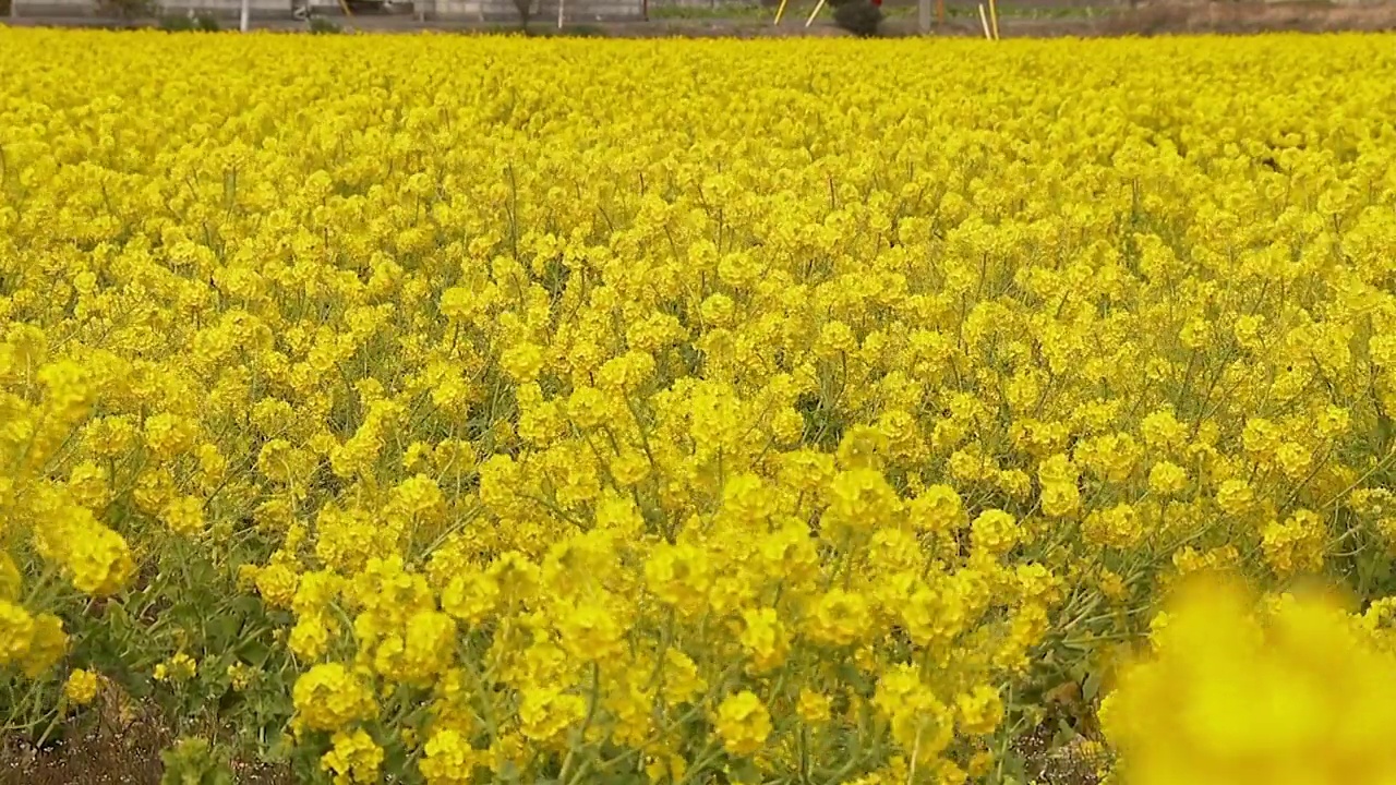 日本千叶的纳米花田视频素材