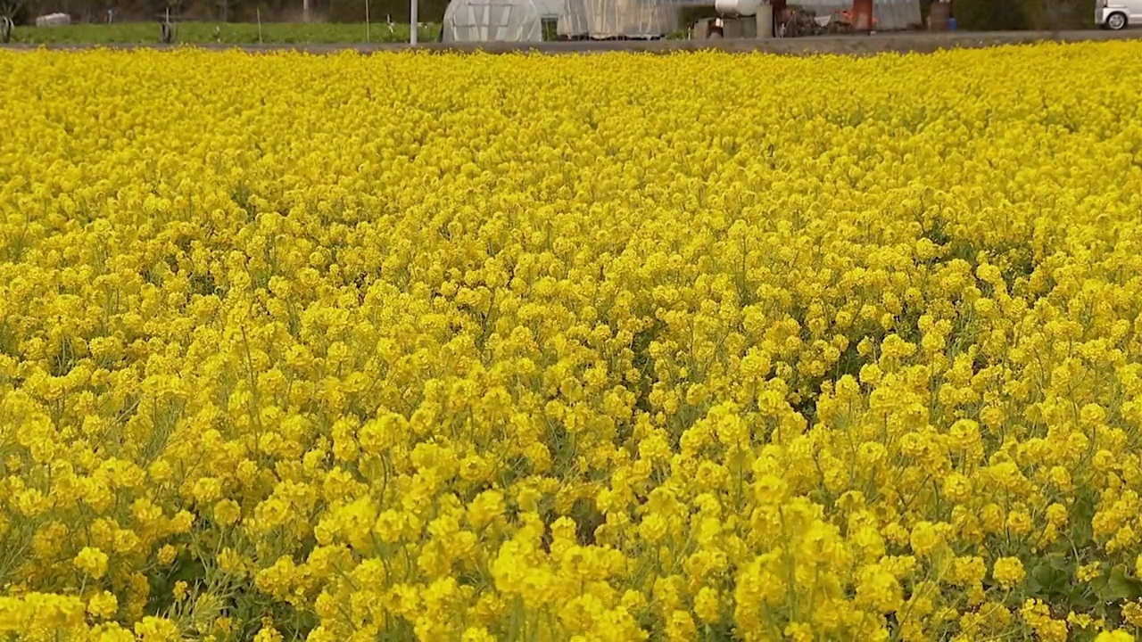 日本千叶的纳米花田视频素材