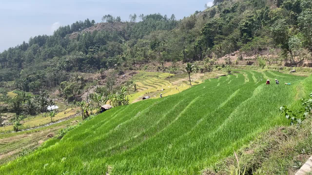 稻田全景视频素材