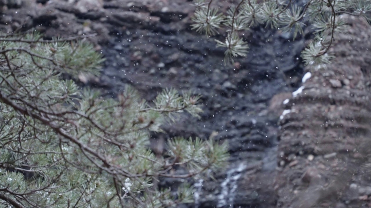 从杉树下看，雪花在山间缓缓飘落视频素材