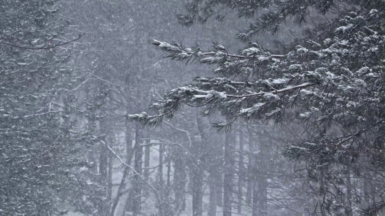 第一次冬季降雪在森林与冷杉树，实时视频素材