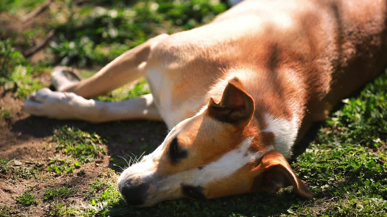 在一个炎热的晴天，一只红色的狗躺在草地上。视频素材