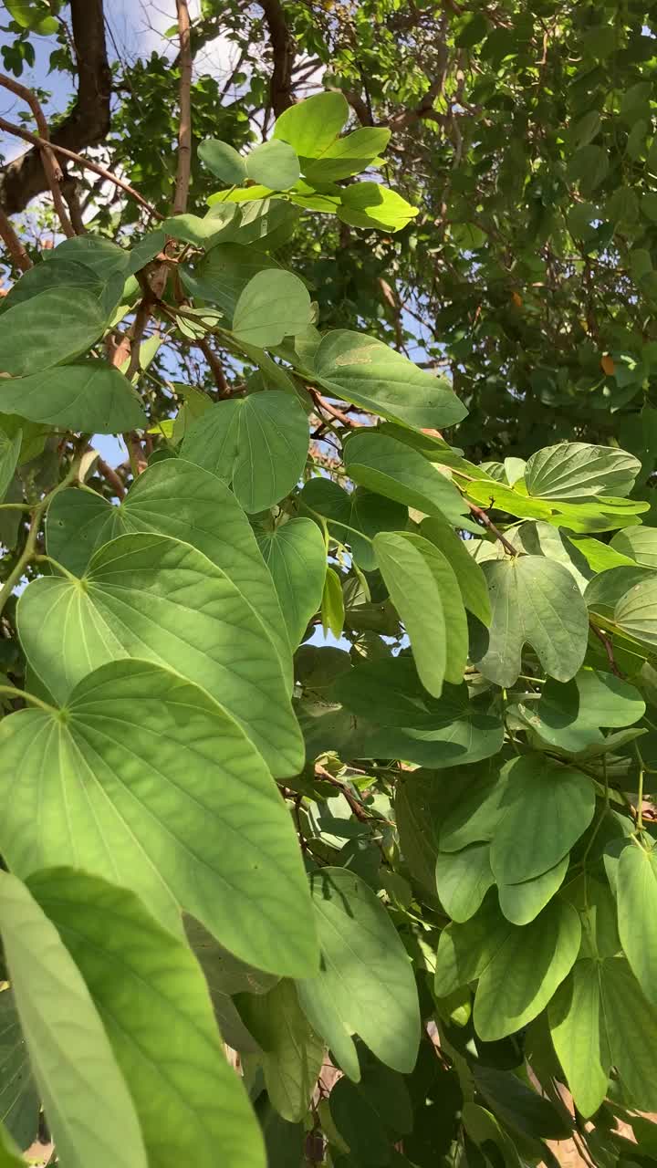 树叶的近景视频素材